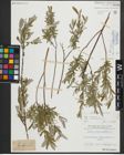 Foto von Salix repens subsp. rosmarinifolia (L.) Andersson